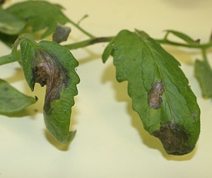 Cover photo for Tomato Late Blight Detected in Western North Carolina
