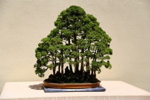 Cover photo for An Audio Introduction to Bonsai With Harold Johnson, Getting Dirty in Your Garden, Extension Master Gardener Podcast