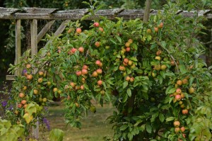 Cover photo for Fruit & Nut Tree Pruning Workshop