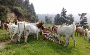 Cover photo for Goats, GPS and Cyclists : How Do They Mix ?