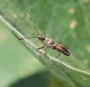 Cover photo for Incredible Diversity of Critters on Eggplant Crop