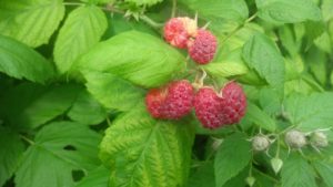 Cover photo for Edibles, Bulbs, and Houseplants: 6 Week, Online Course