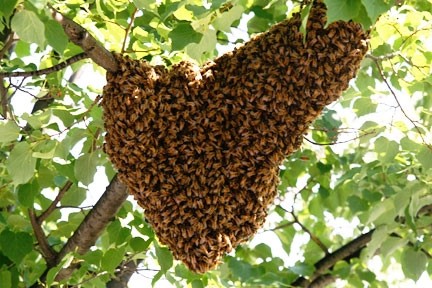 Image of a bee swarm