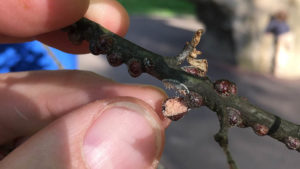 Oak lecanium scales and eggs on willow oak. Photo: SD Frank