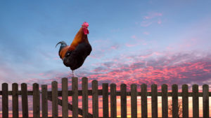 Rooster crowing on a wooden fence at sunrise