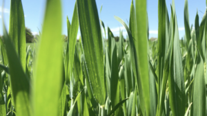 Cover photo for Video: Applying Poultry Litter to Small Grains