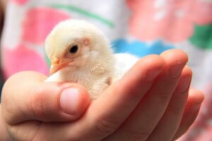 Child holding chick