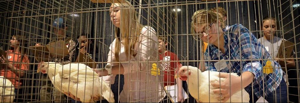 Teenagers inspecting chickens in display cages.