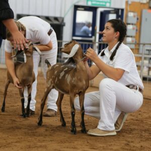 Dairy Goat Show