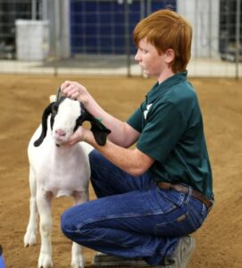 Youth showing meat goat at Cleveland County Fair