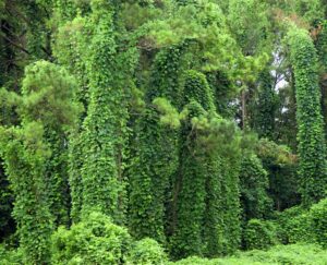 Trees covered in kudzu.