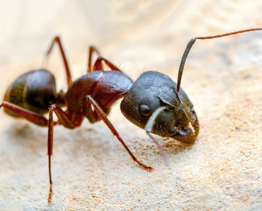 A close up of a fireant