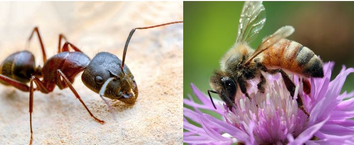 A collage of a fire ant and a bee.