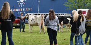 People look on as a man inspects a cow.