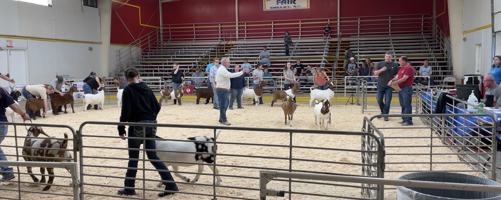 Children showing goats