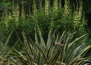 'Carolina Moonlight' Baptisia with yucca (Yucca filamentosa 'Color Guard') in the foreground.