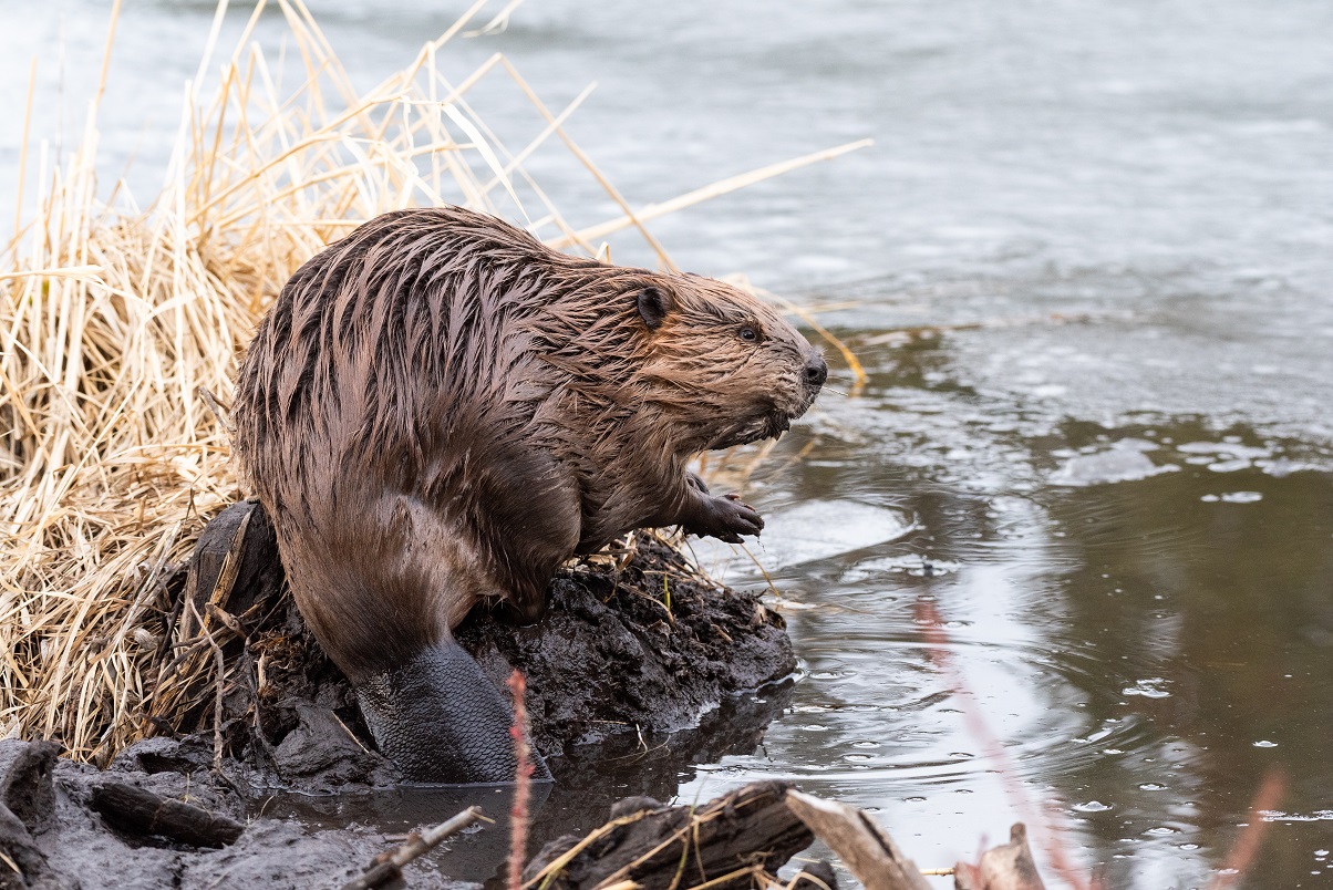Beaver standing beside a body of water.