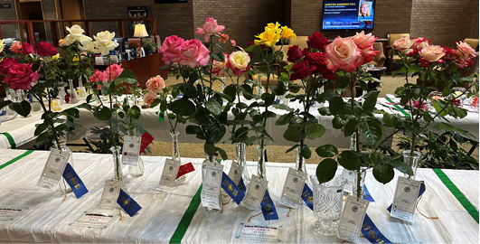 Prize Winning roses displayed on a show table