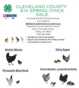 Cover photo for 4-H Spring Chick Sale!