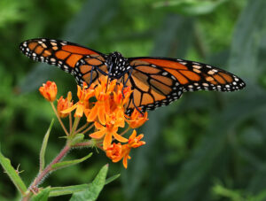 Cover photo for Demonstration & Teaching Garden Project Gaining Momentum