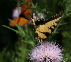 Eastern tiger swallowtail with monarch nectaring on native field thistle.